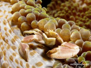 49 - Crabe porcelaine (Frère de l'Ouest - Pelee Island - Raja Ampat)