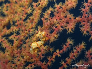 49 - Hippocampe Pygmée Bargibenti (Jiko I -Lembeh)