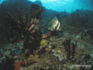 49 - Paysage sous-marin (Batu bungsu - Farundi Islands - Raja Ampat)