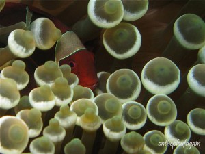 50 - Poisson clown à joues épineuses (Batu Tiga - Farundi Islands - Raja Ampat)