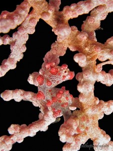 50 a - Hippocampe pygmée bargibenti (Mawali Wreck - Lembeh)