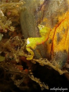 50 b - Hippocampe Pygmée Ponthohi (California Dream - Lembeh)