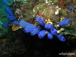 51 - Ascidies (Mandarin Site - Banda Neira - Archipel des Banda)