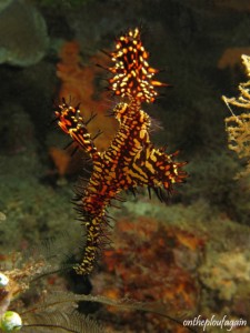 51 - Poisson fantôme arlequin (Nudi Falls - Lembeh)