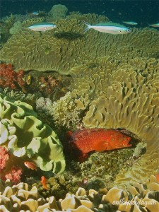 52- Fusilliers à croissant - Merou rouge (Batu Hitam - Missool - Raja Ampat) copie