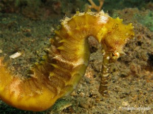 52 - Hipppocampe épineux (Pulau Serena - Lembeh)