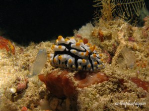 52 - Phyllidia varicosa (Wayag - Raja Ampat)
