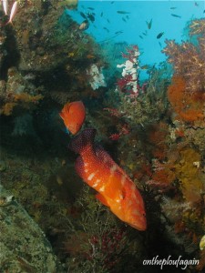 54 - Mérou rouge (The Window - Missol Boo - Raja Ampat)