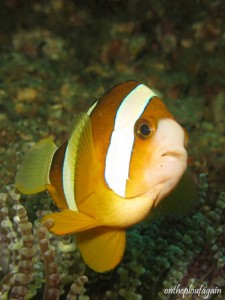54 - Poisson Clown de Clark (Nudi Falls - Lembeh)