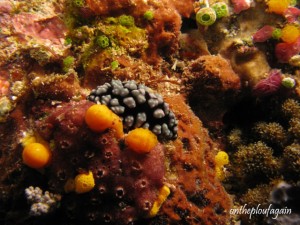 54 a - Phyllidiella pustulosa (Kawe - Raja Ampat)