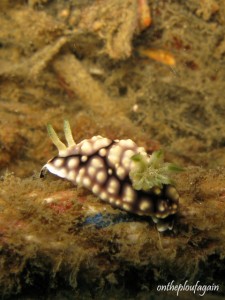 Chromodoris geometrica (Batu Dubang - Détroit de Lembeh)