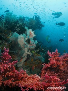 55 - Paysage sous-marin (The Window - Missol Boo - Raja Ampat)