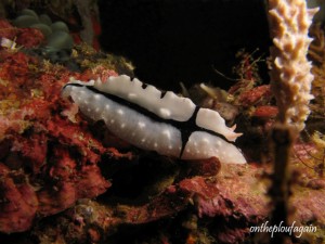 55 - Phyllidiopsis Shireenae (Citrus Ridge - Waeggo - Raja Ampat)
