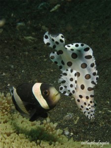 56 - Poisson clown de Mc Mulloch - Mérou Grace Kelly (Jahir -Lembeh)