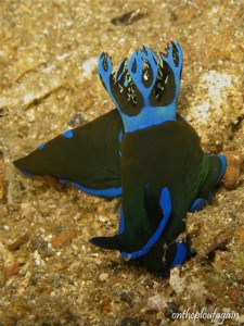 Tambja morosa (Batu Dubang - Détroit de Lembeh)