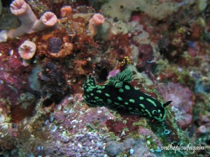 57- Nembrotha cristata (Farundi Island - Raja Ampat)