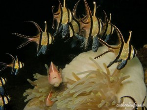 57 - Poissons cardinal et clowns à collier (Tiki I - Détroit de Lembeh)