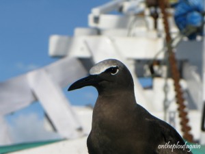 57 - Visite sur le bateau au large de Lucipara (Mer de Banda)