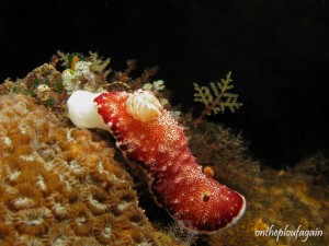 Chromodoris sp 7 (Angel Window - Lembeh)