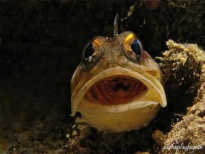 58 - Opistognathe sp. (House Reef - Lembeh Divers Lodge)