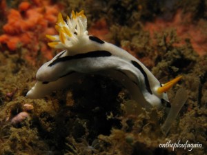Chromodoris dianae (Magik Rock - Lembeh)