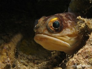 59 - Opistognathe sp. (House Reef - Lembeh Divers Lodge)
