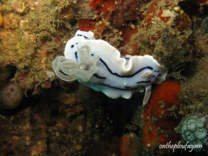 Chromodoris willani (Magic Rock - Détroit de Lembeh)