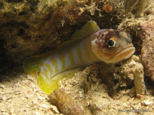 60 - Opistognathe (House Reef - Lembeh Divers Lodge)