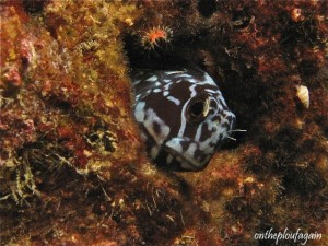 61 - Blennie à bandes bleue (House Reef - Lembeh Divers Lodge)
