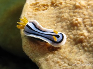 Chromodoris sp 30 (Jiko 2 - Détroit de Lembeh)