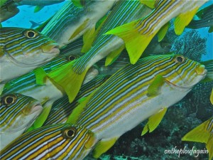 62 - Banc de Gaterins ruban (Mikes Point - Raja Ampat)