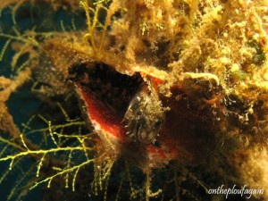 62 - Blennie et ponte d'oeufs dans une huitre (Kapal Inda Wreck - Lembeh)