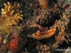 62 - Chromodoris Coi (Kaleidoscope - Pelee Island - Raja Ampat)