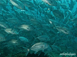 63 - Banc de carrangues (Mike Point - Raja Ampat)