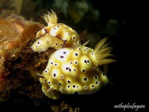 63 - Chromodoris Coi - (Gam - Passage - Raja Ampat)