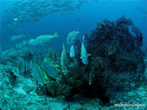 64 - Platax - Gaterins - Carrangues (Magic Blue - Raja Ampat)