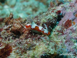 64 - Chromodoris fidelis (Farundi Island - Raja Ampat)