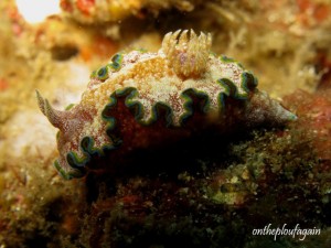 Glossodoris cincta (Magic Rock - Lembeh)