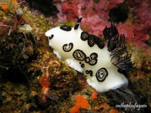 65 - Jorunna Funebris (Hatta Wall - Banda Island)