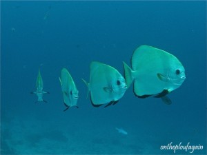 65 - Platax orbiculaire (Sardine Reef - Raja Ampat)