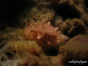 Halgerda batenga (Magic rock - Détroit de Lembeh)