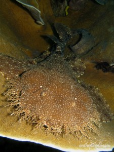 66 - Requin Tapis Wobbegong (Mioskon - Raja Ampat)