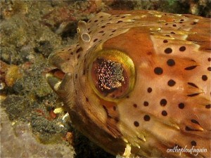 66 a- Oeil de petit poisson porc épic (Jahir Lembeh)