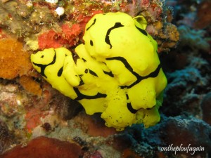 Notodoris minor (Pulau dua - Lembeh)