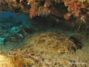 67 - Requin tapis Wobbegong (Sardine Reef - Raja Ampat)
