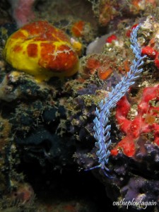 68 - Flabellina Pteraeolidia cf ianthina (Farundi Island - Missol - Raja Ampat)