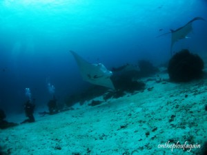 68 - Raies Manta et plongeurs (Manta Sandy - Arborek - Raja Ampat)