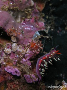69 - Flabelline cf exoptata (Mansuar Island - Raja Ampat)