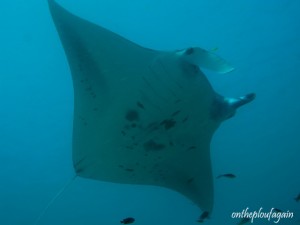 69 - Raie Manta (Manta Sandy - Arborek - Raja Ampat)