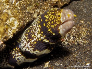 70 - Murène étoilée (Hair Ball I - Lembeh)